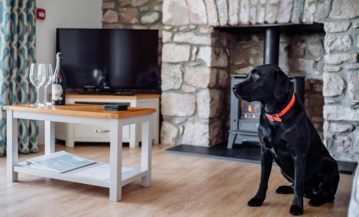 dog friendly cottages south wales